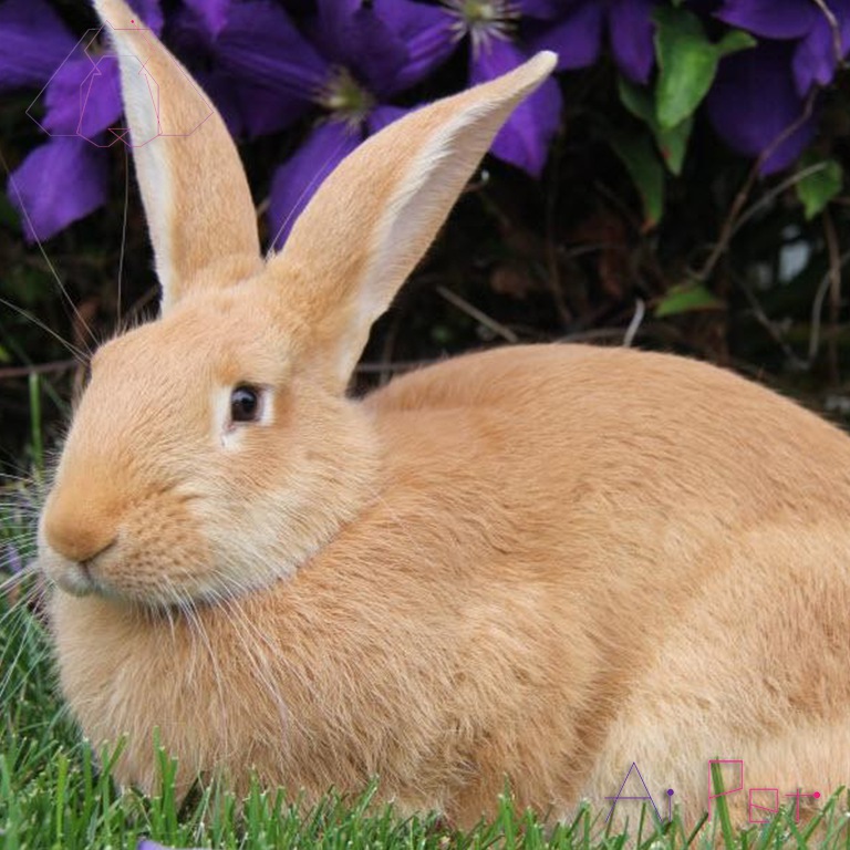 خرگوش پالومینو-2