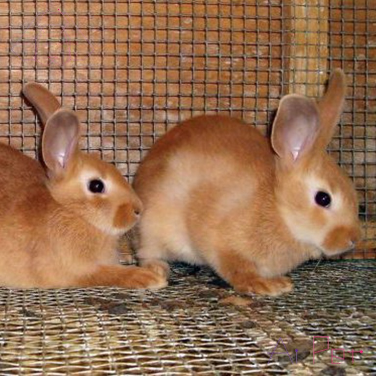 خرگوش پالومینو-3