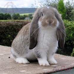 خرگوش لوپ فرانسوی