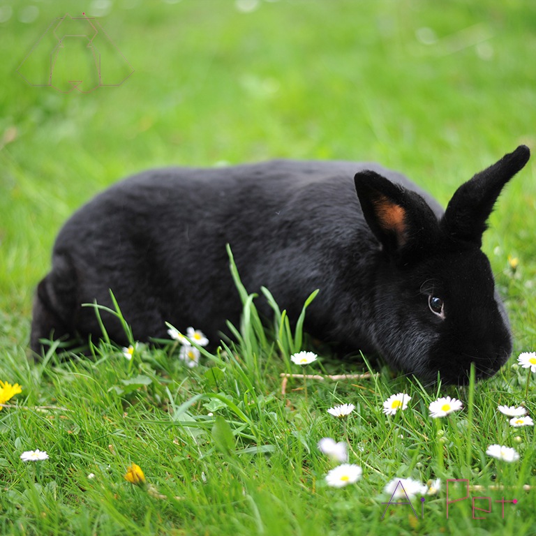 خرگوش آلاسکا-1
