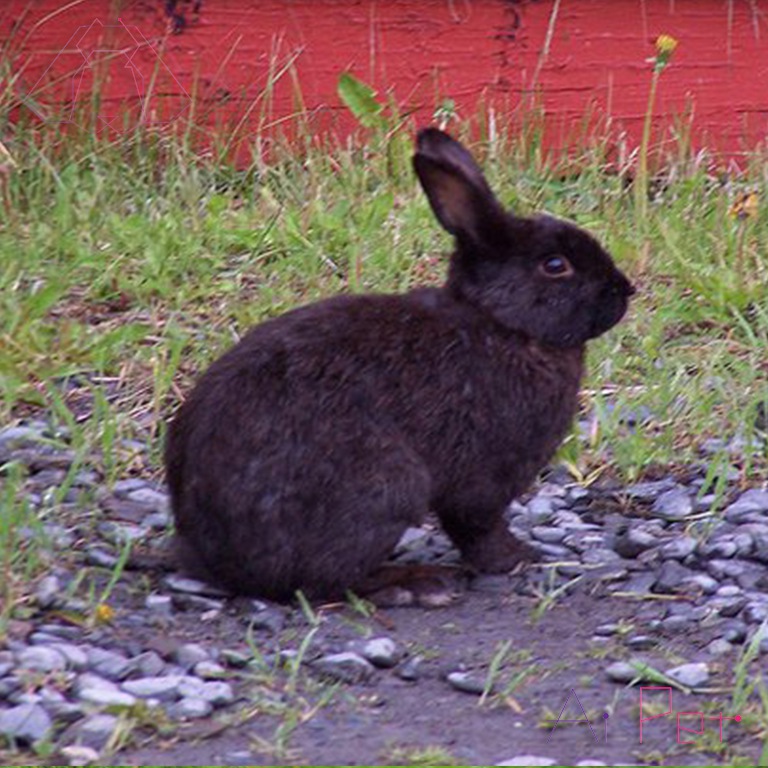 خرگوش آلاسکا-2