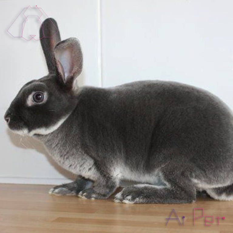 خرگوش سیلور مارتن-1