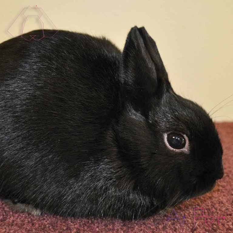 خرگوش لهستانی-3