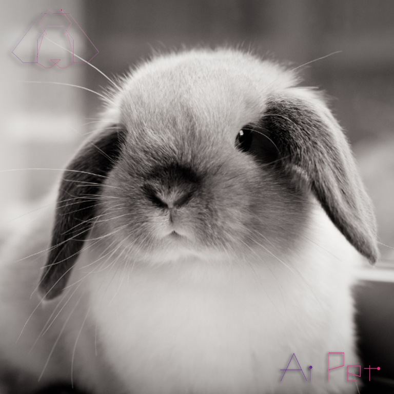 خرگوش مینی لوپ-3