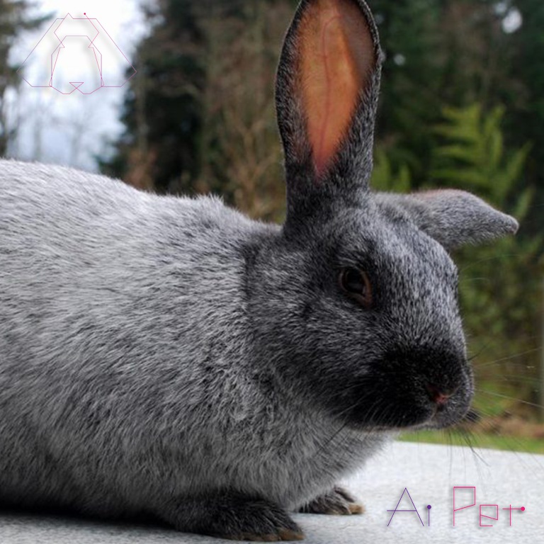خرگوش آرجنته شامپانی-2