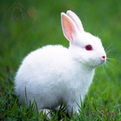خرگوش سفید فلوریدایی