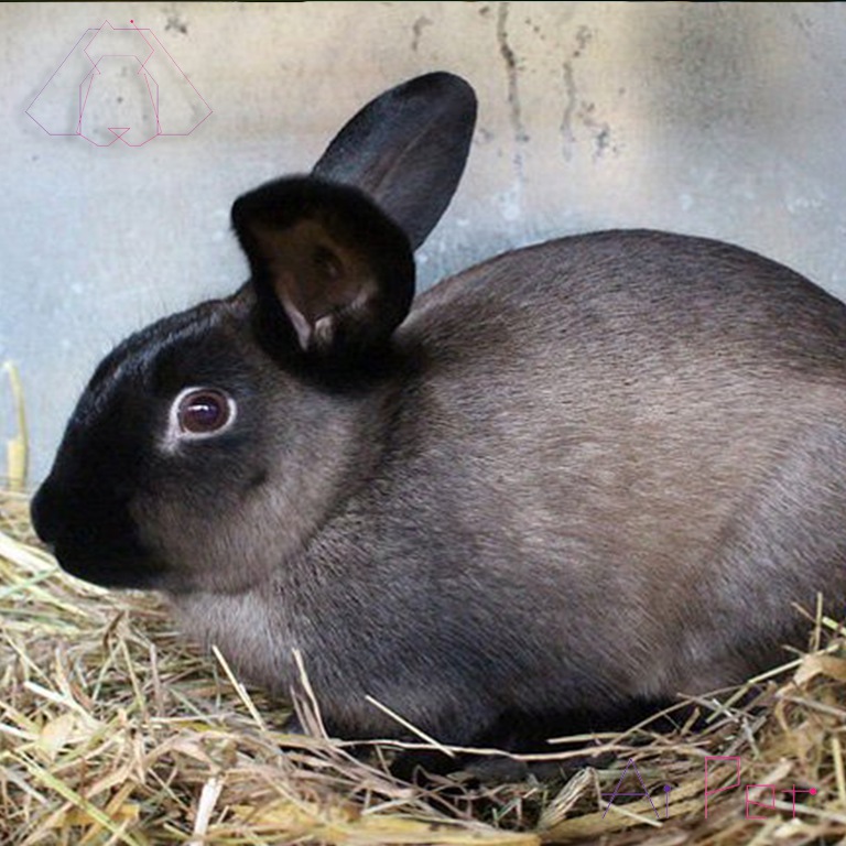 خرگوش سیبل (سابل) آمریکایی-2