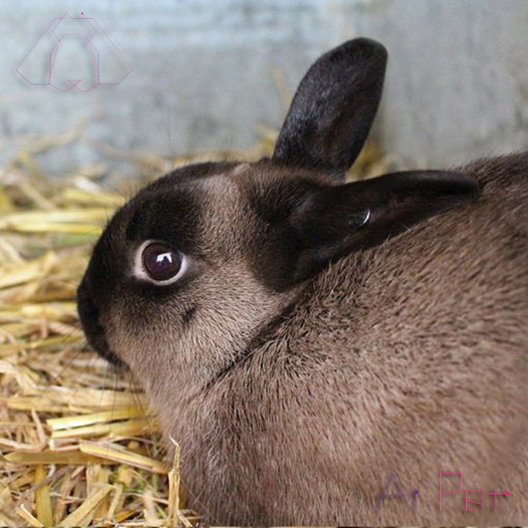 خرگوش سیبل (سابل) آمریکایی-3