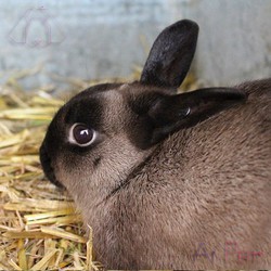 خرگوش سیبل (سابل) آمریکایی