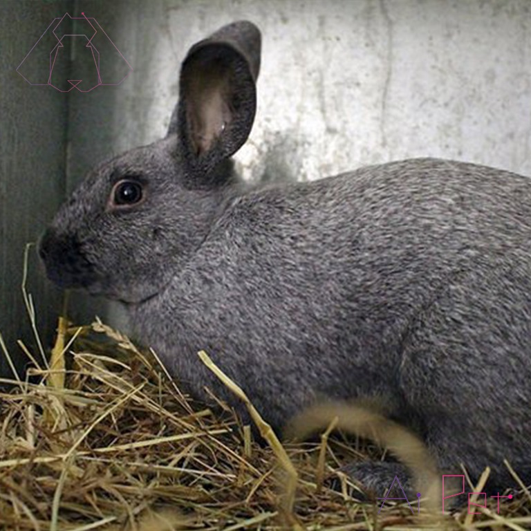 خرگوش نقره ای-1