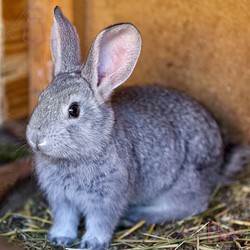 خرگوش نقره ای