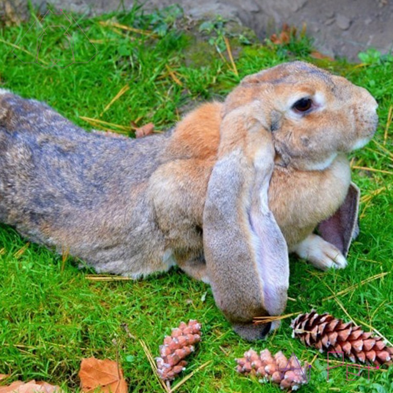 خرگوش لوپ انگلیسی-4